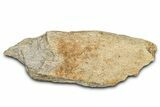 Dinosaur (Triceratops) Frill Shield Section - Montana #338951-1